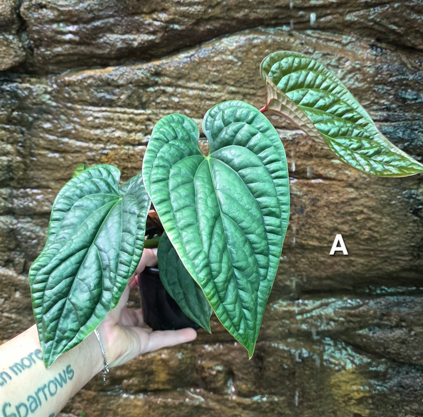 Anthurium Luxurians x Radicans