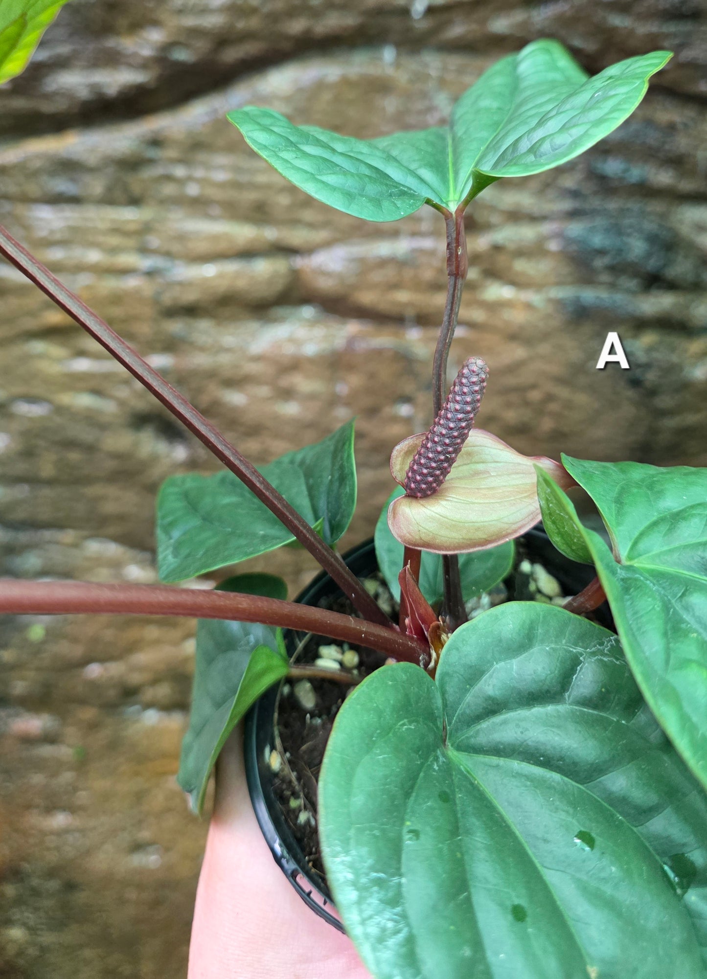 Anthurium Luxurians x Radicans