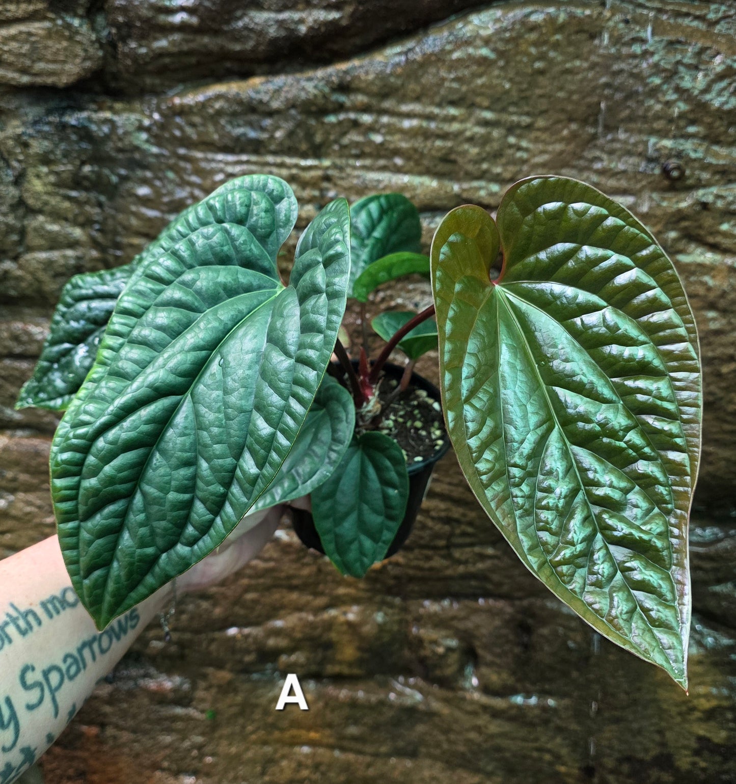 Anthurium Luxurians x Radicans