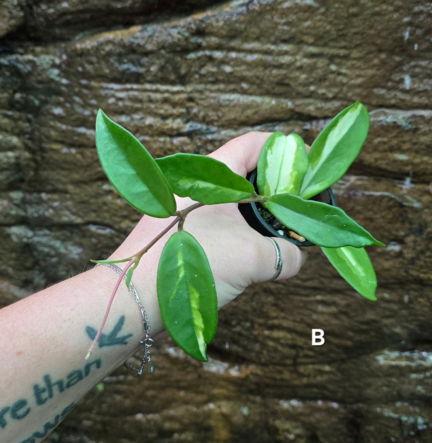 Hoya Krimson Princess