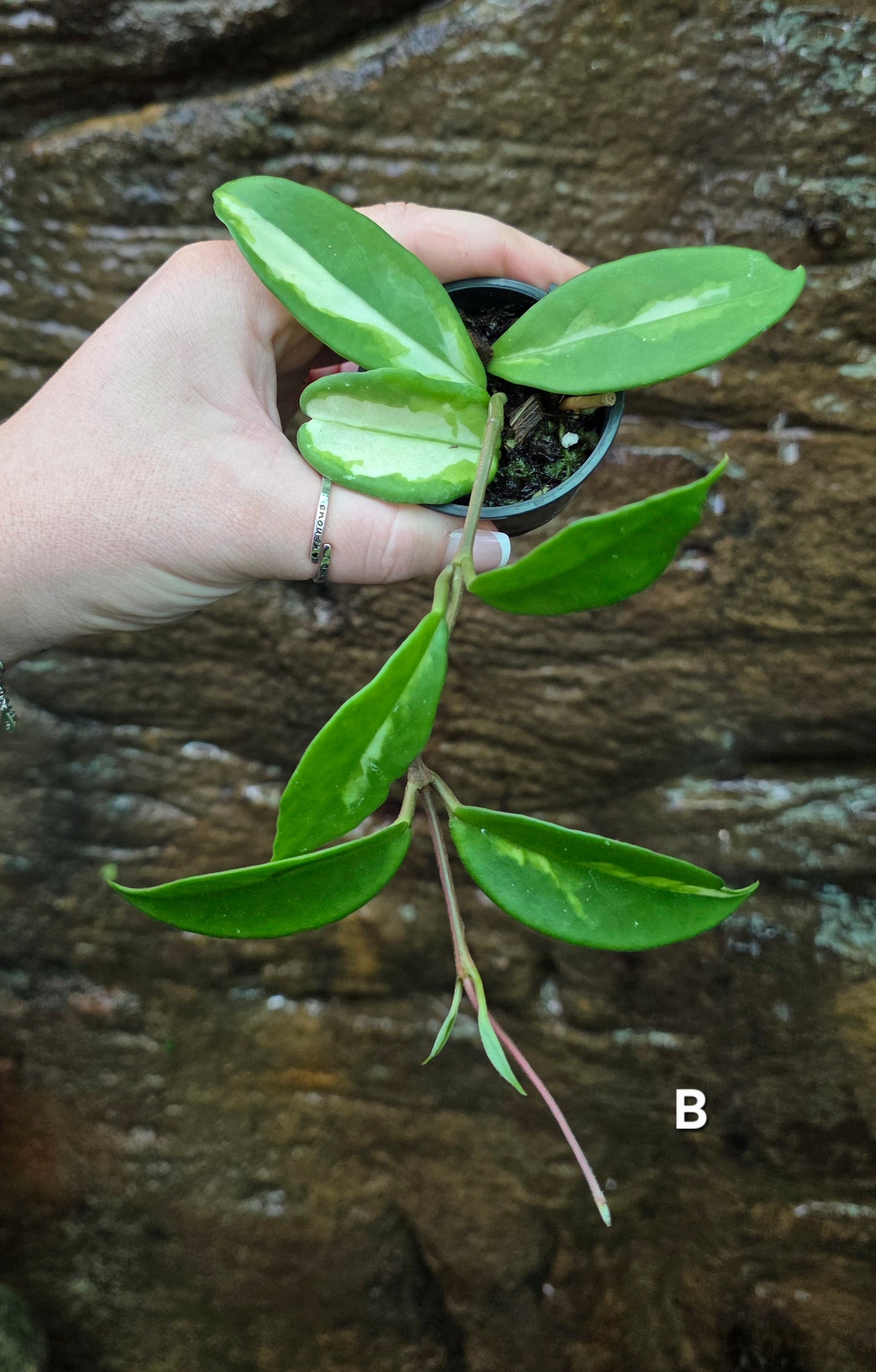 Hoya Krimson Princess