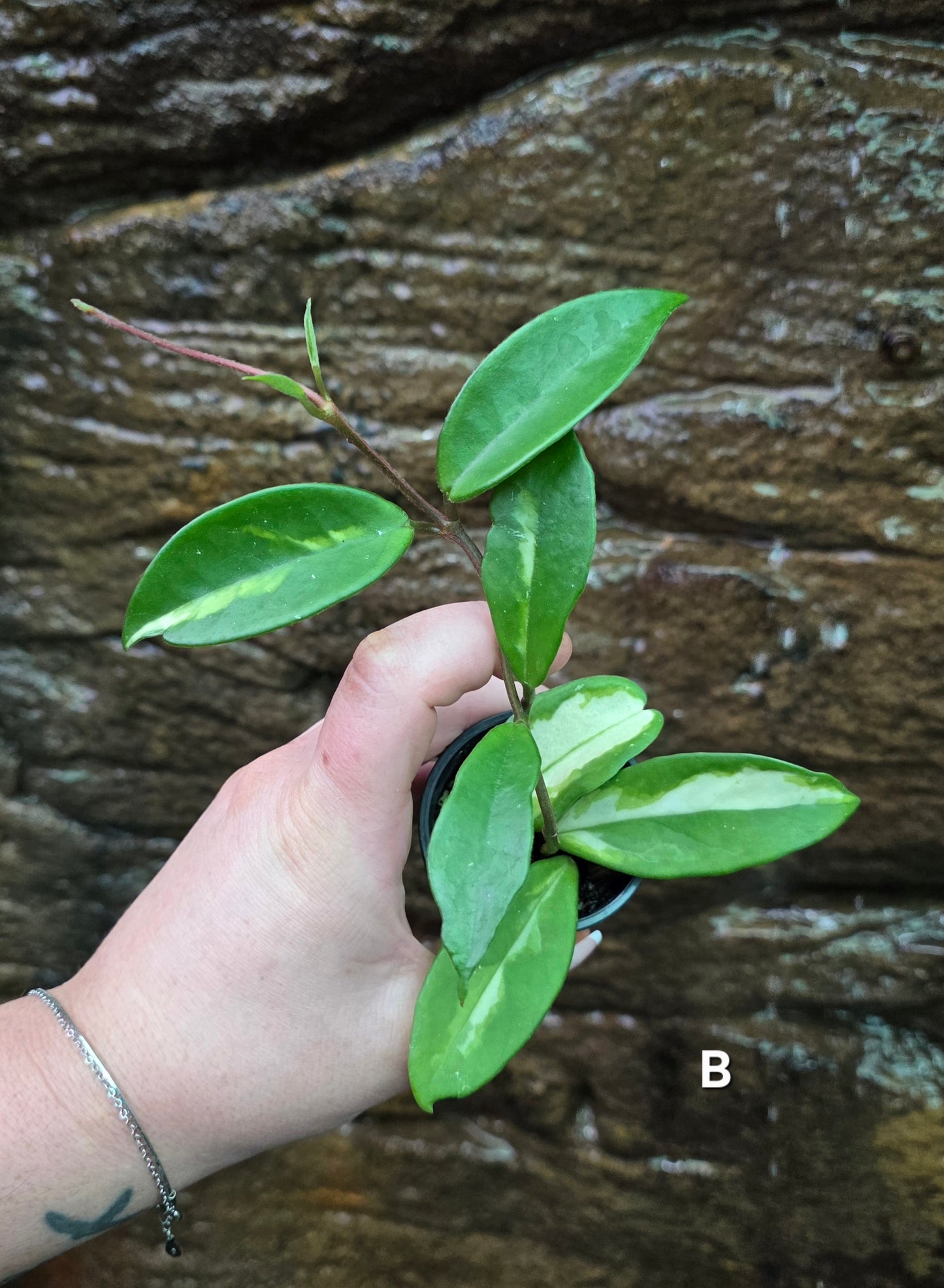 Hoya Krimson Princess