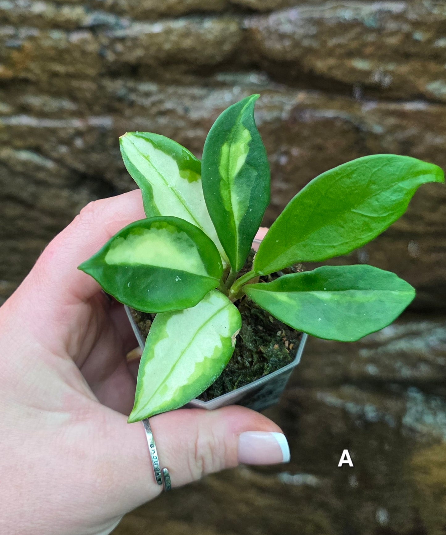 Hoya Krimson Princess