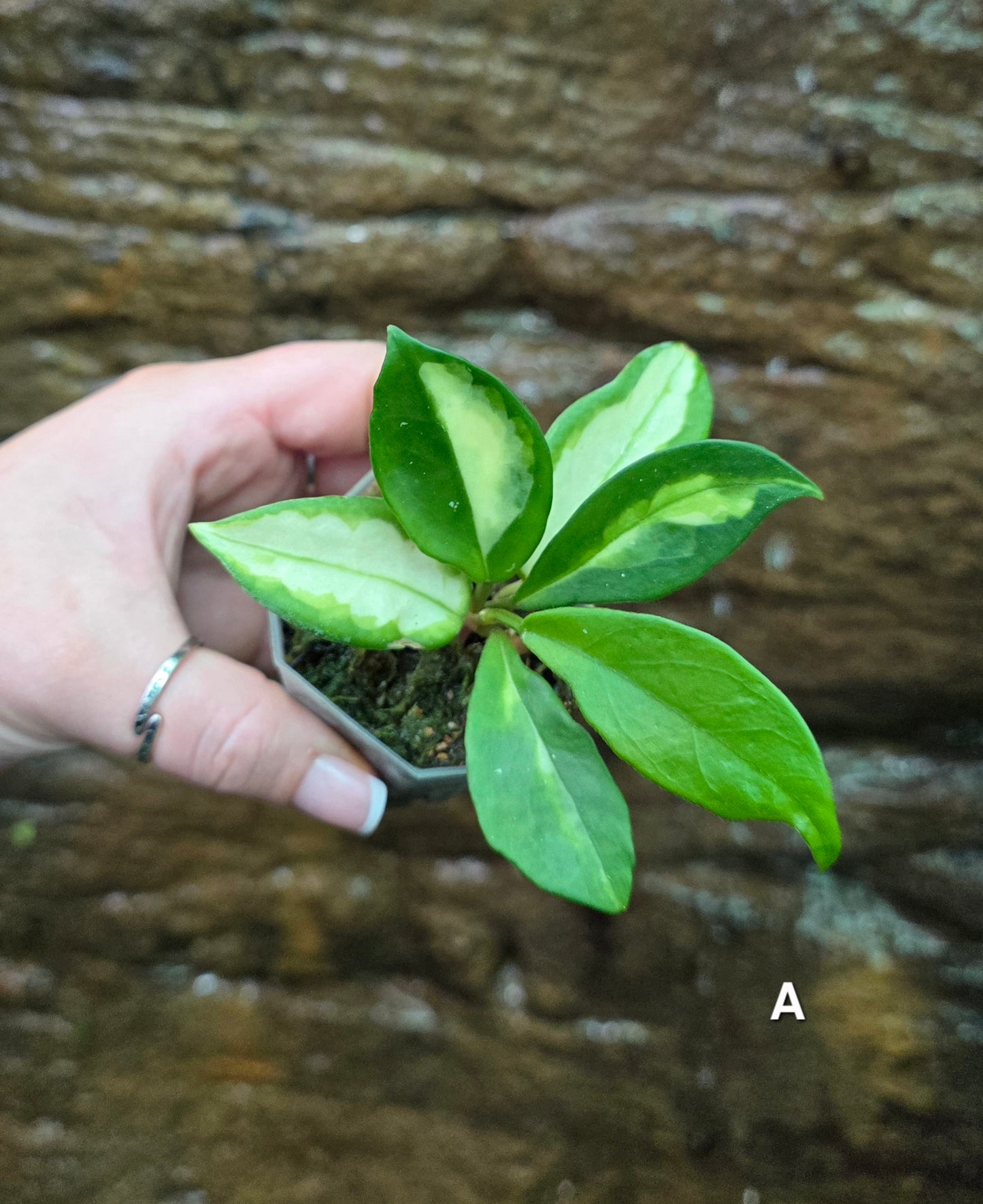 Hoya Krimson Princess