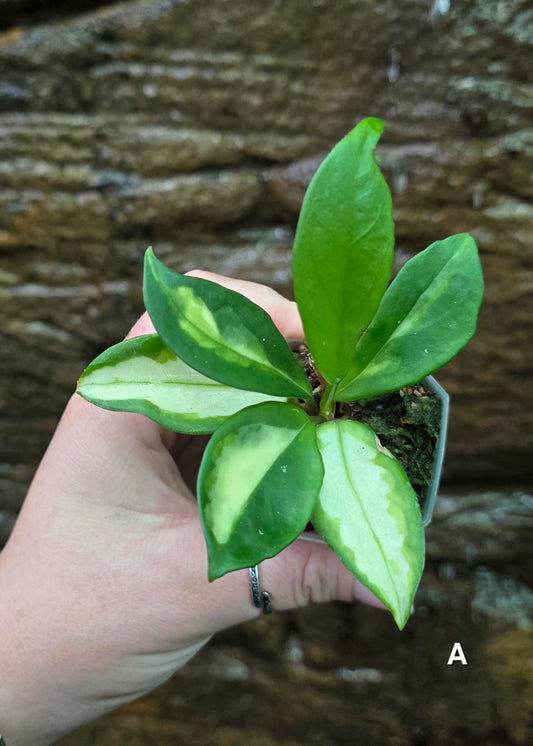 Hoya Krimson Princess