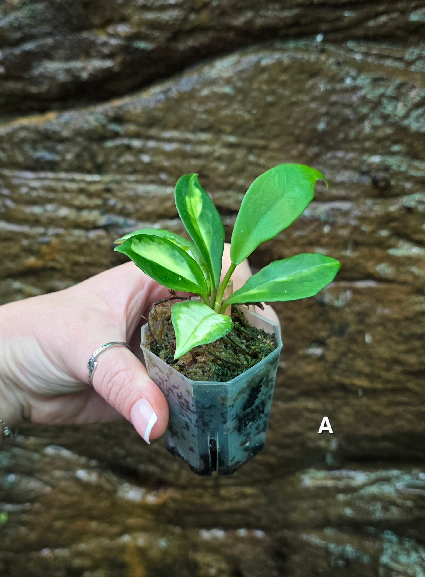 Hoya Krimson Princess