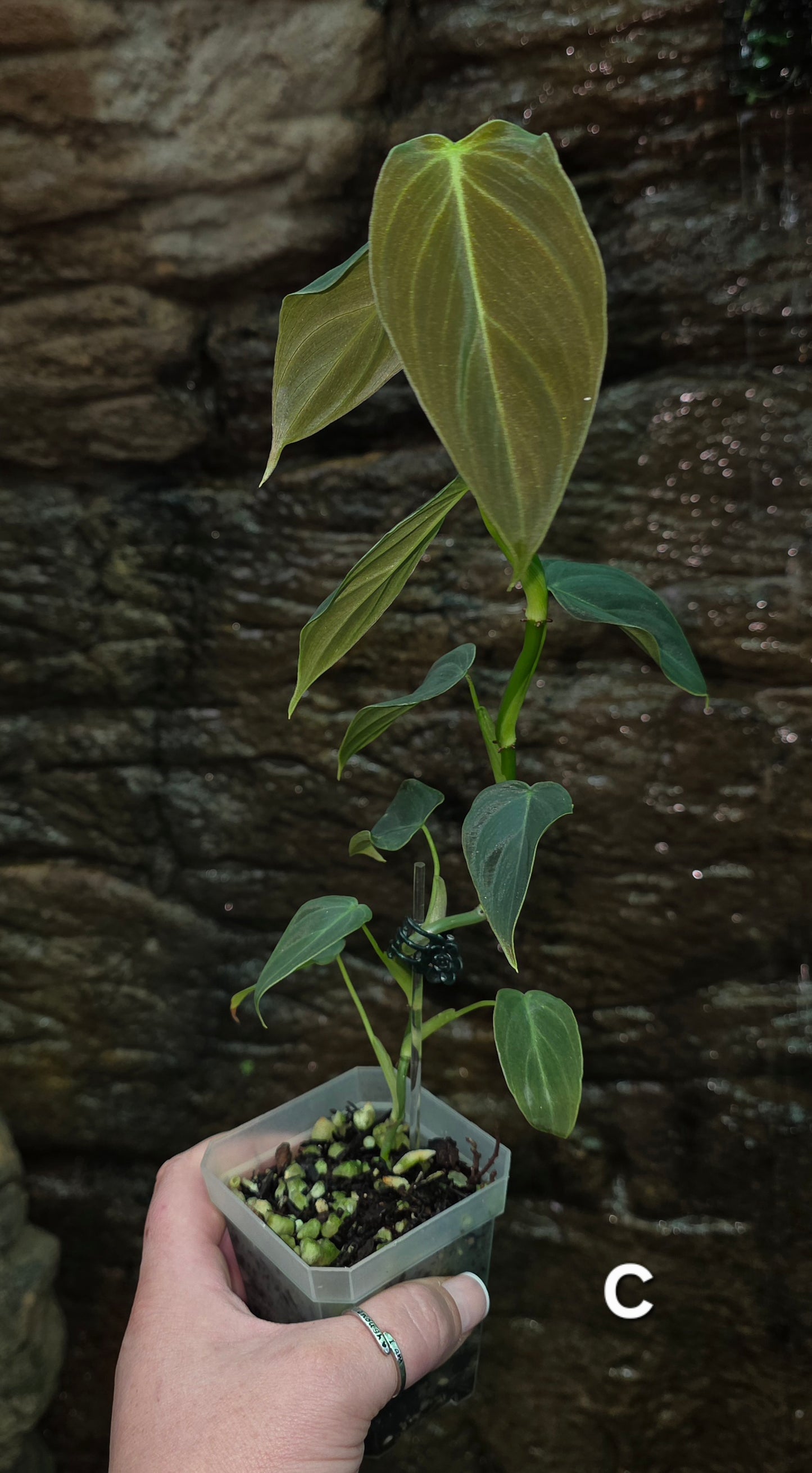 NEW HYBRID Philodendron Splendid x Gloriosum