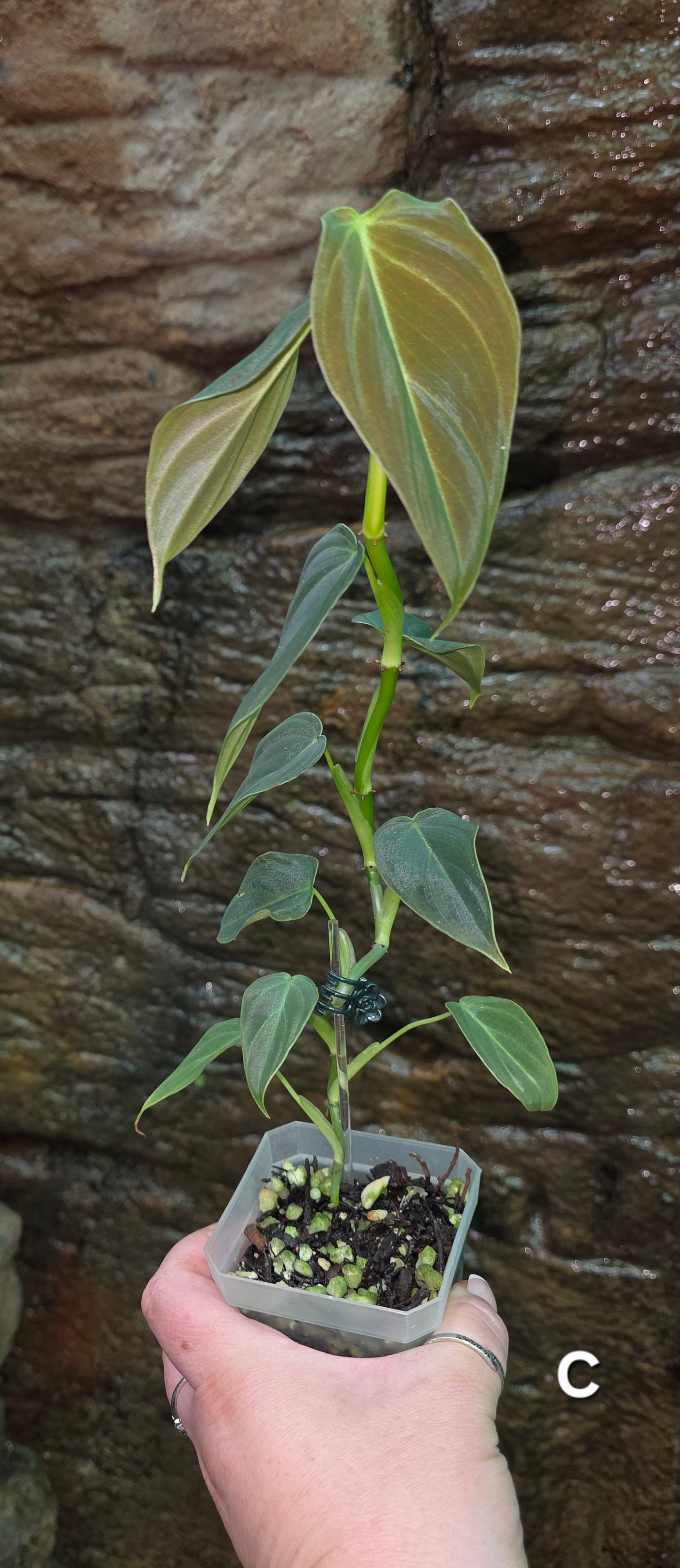 NEW HYBRID Philodendron Splendid x Gloriosum