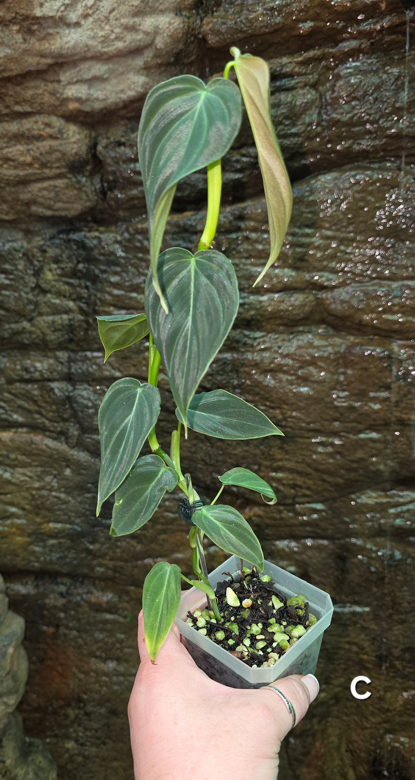 NEW HYBRID Philodendron Splendid x Gloriosum