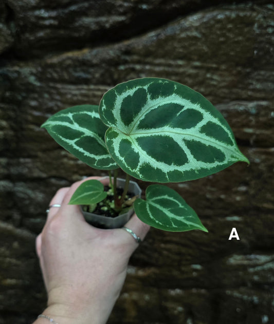 Anthurium Dark Crystallinum hybrid seedlings