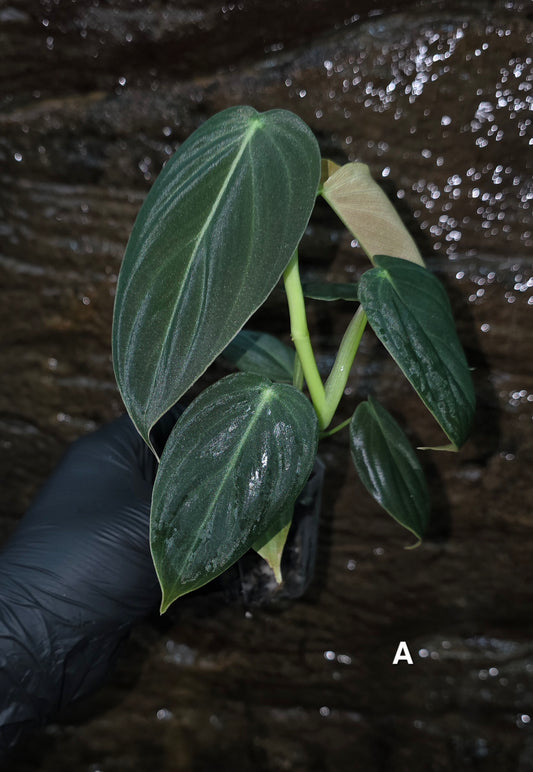 NEW HYBRID Philodendron Splendid x Gloriosum