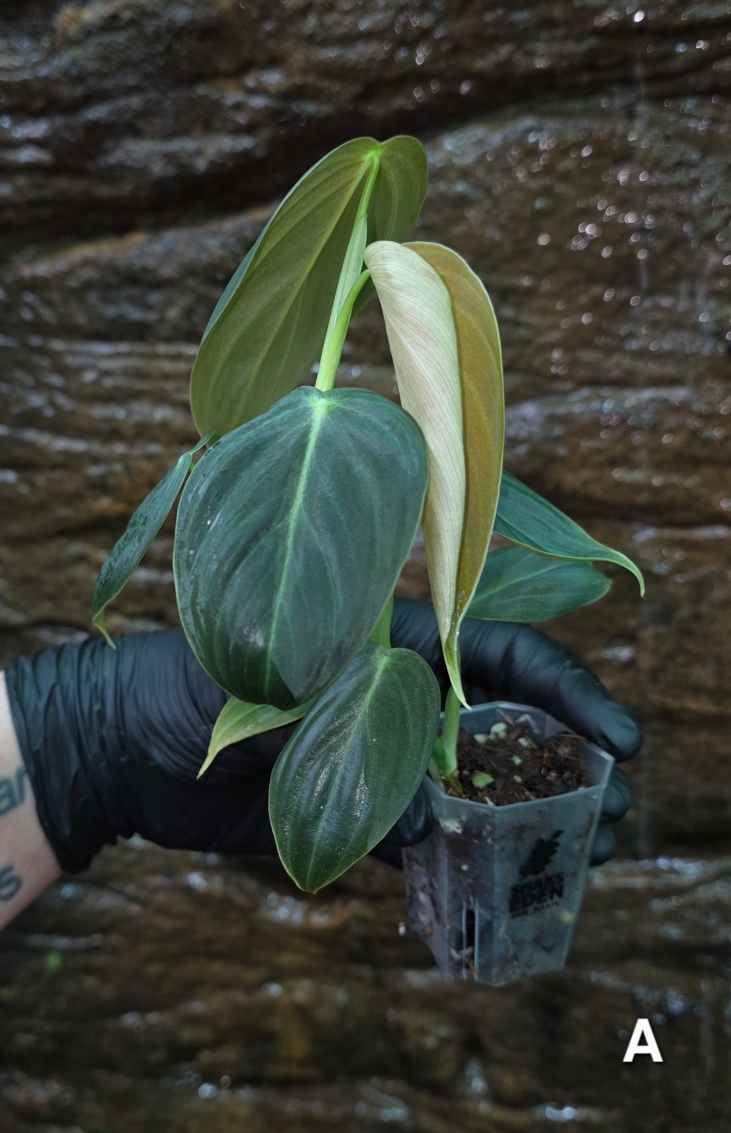 NEW HYBRID Philodendron Splendid x Gloriosum