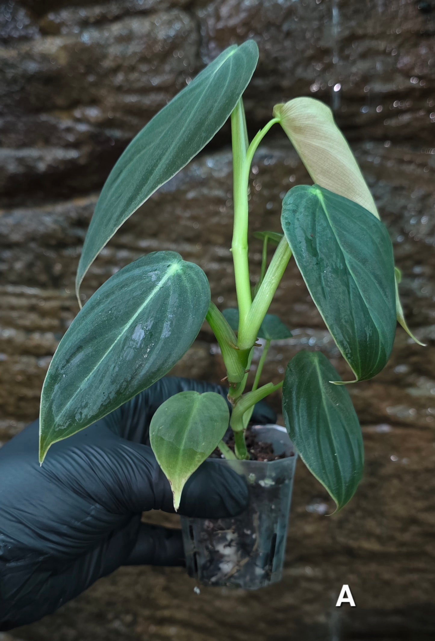 NEW HYBRID Philodendron Splendid x Gloriosum