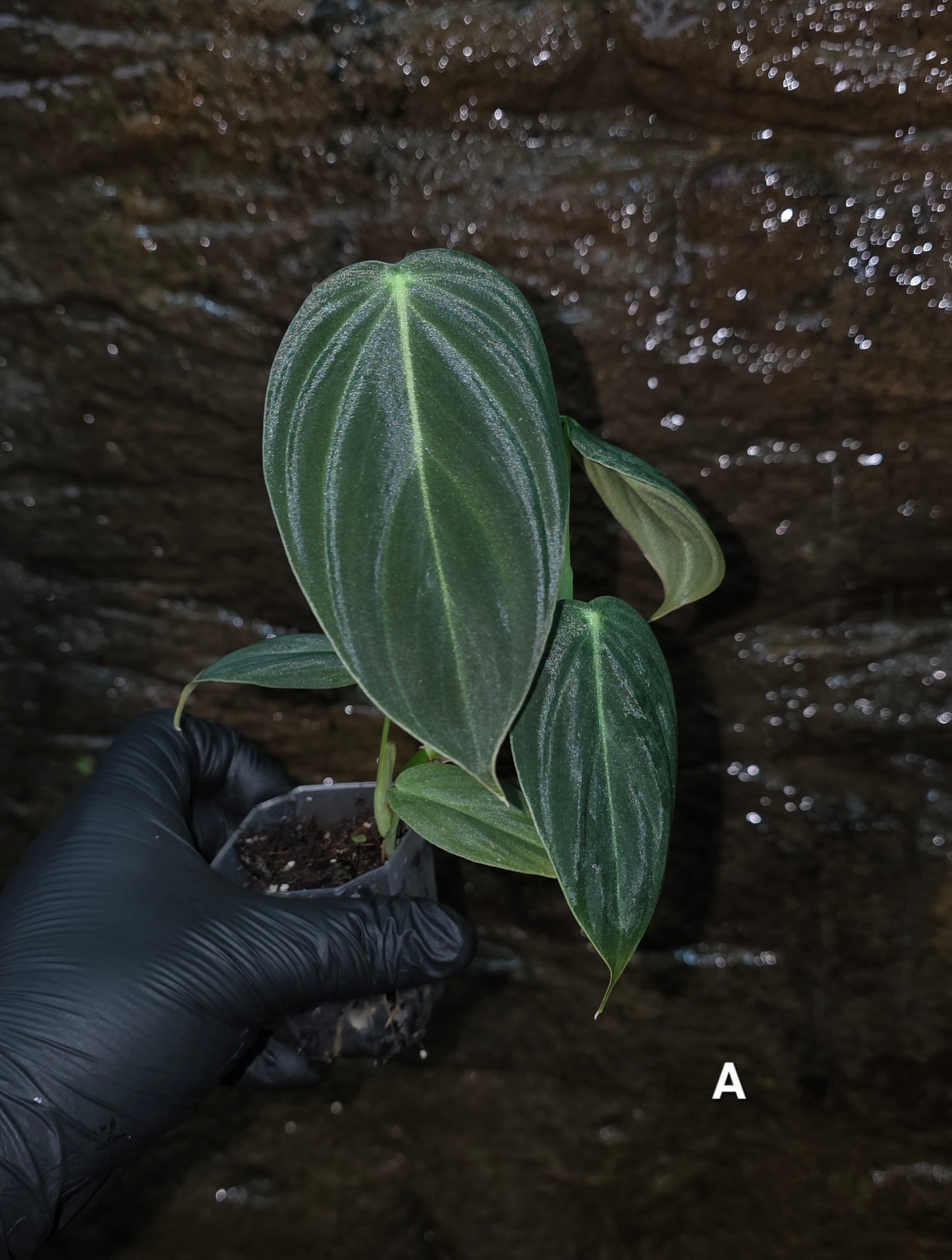 NEW HYBRID Philodendron Splendid x Gloriosum