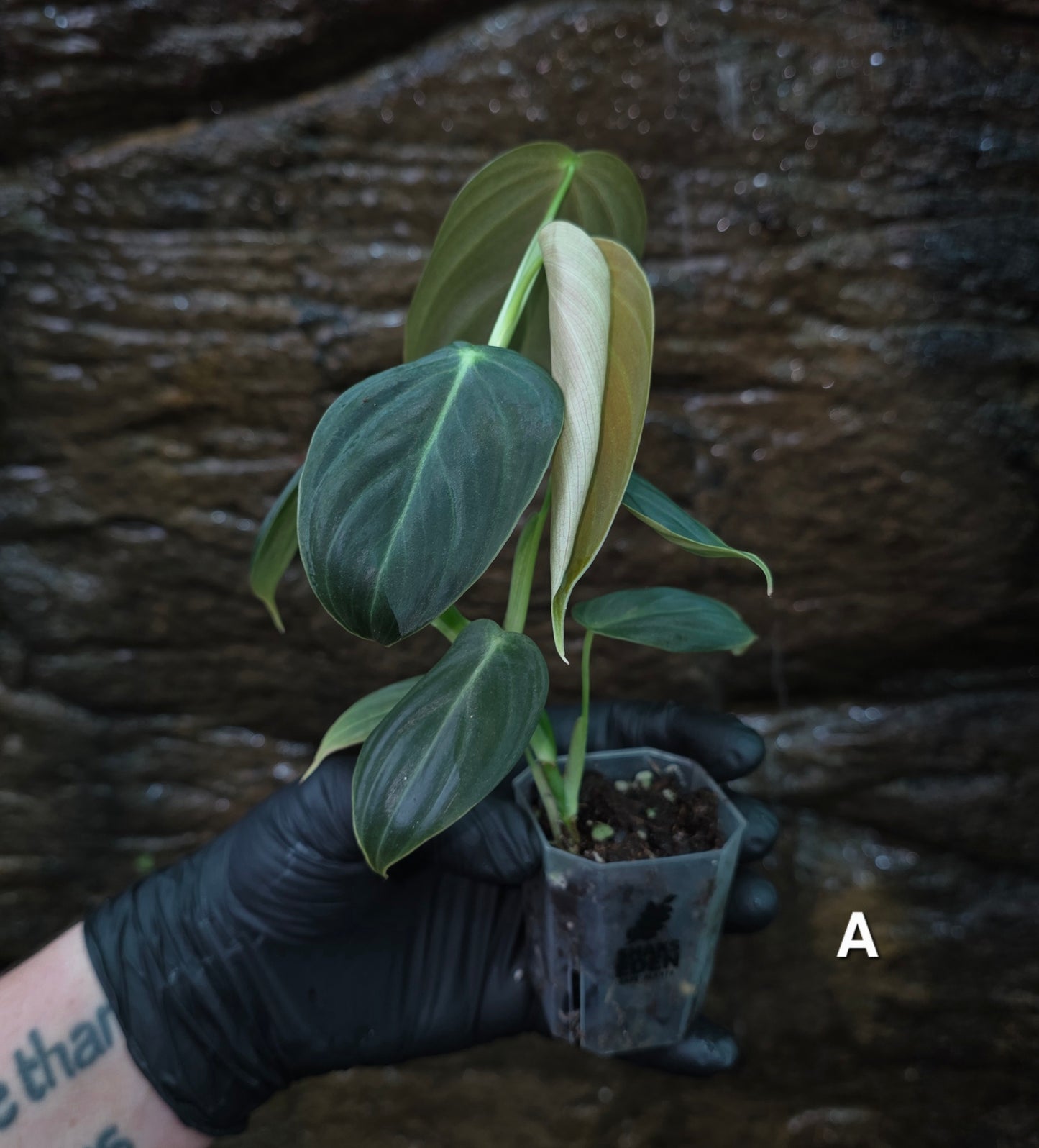 NEW HYBRID Philodendron Splendid x Gloriosum