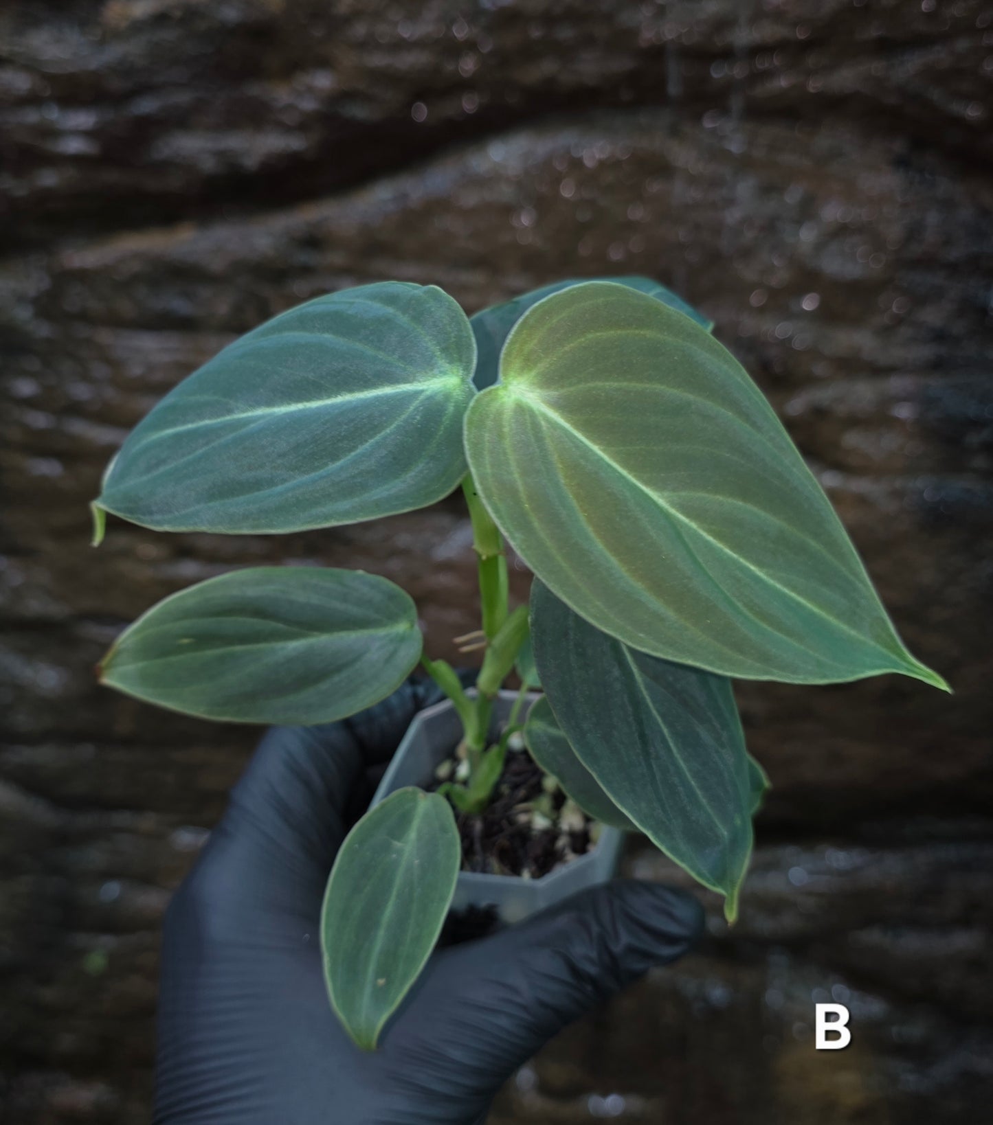 NEW HYBRID Philodendron Splendid x Gloriosum