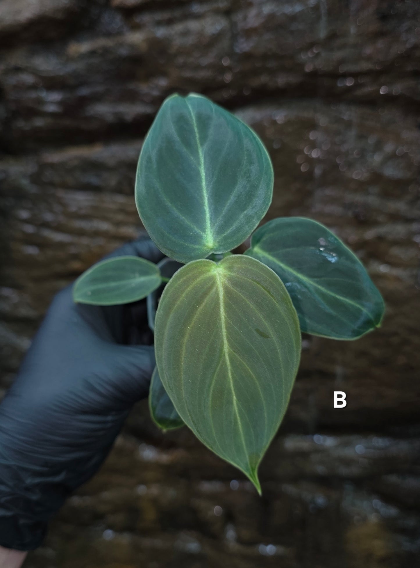 NEW HYBRID Philodendron Splendid x Gloriosum