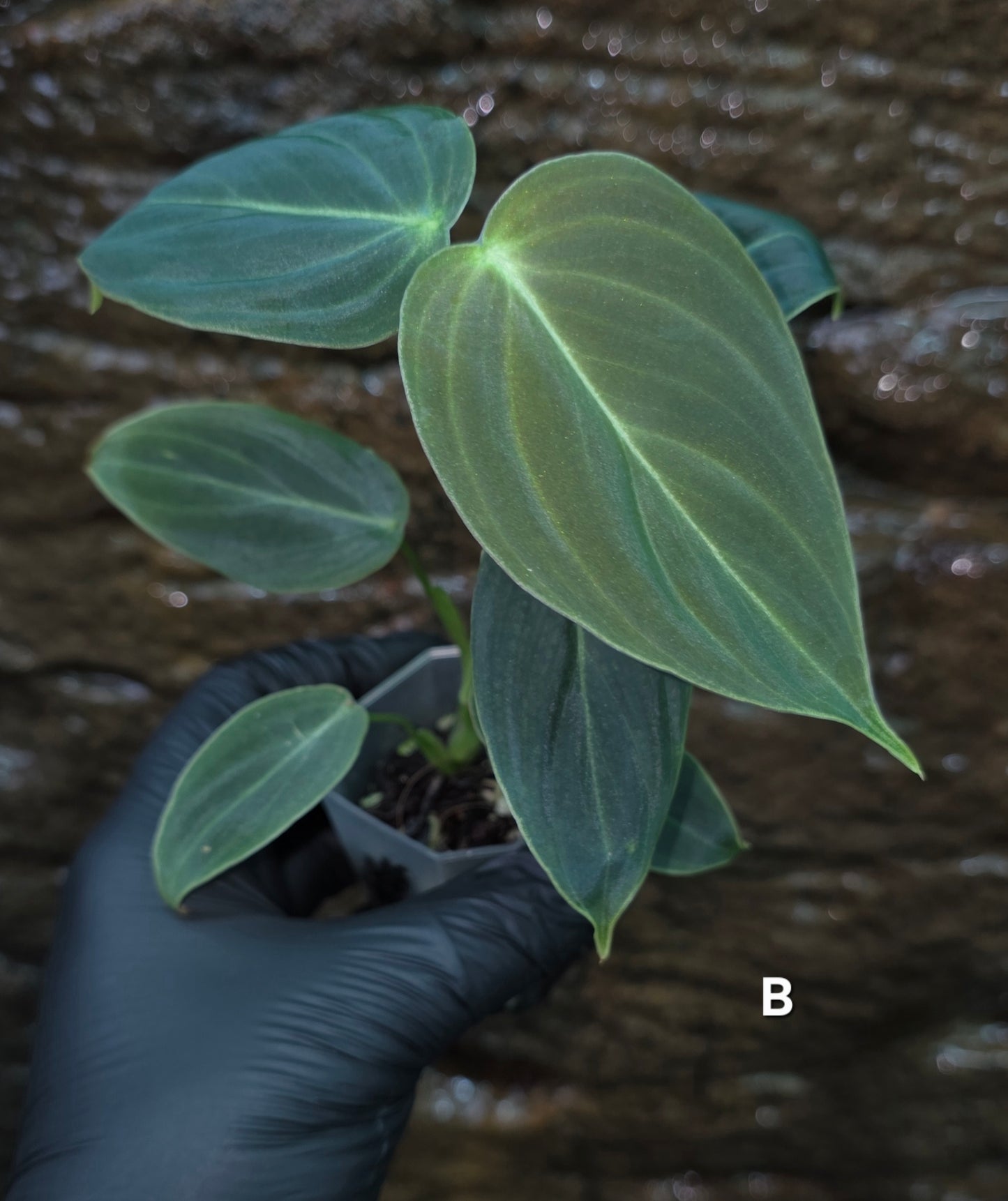 NEW HYBRID Philodendron Splendid x Gloriosum