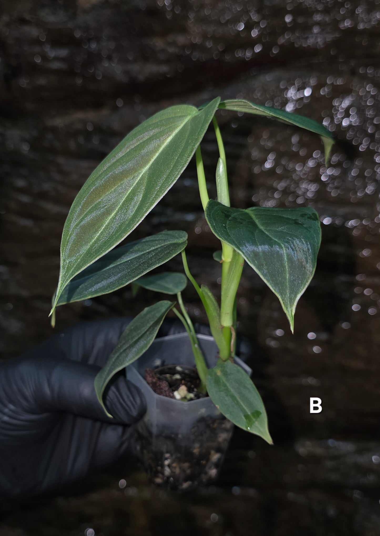 NEW HYBRID Philodendron Splendid x Gloriosum