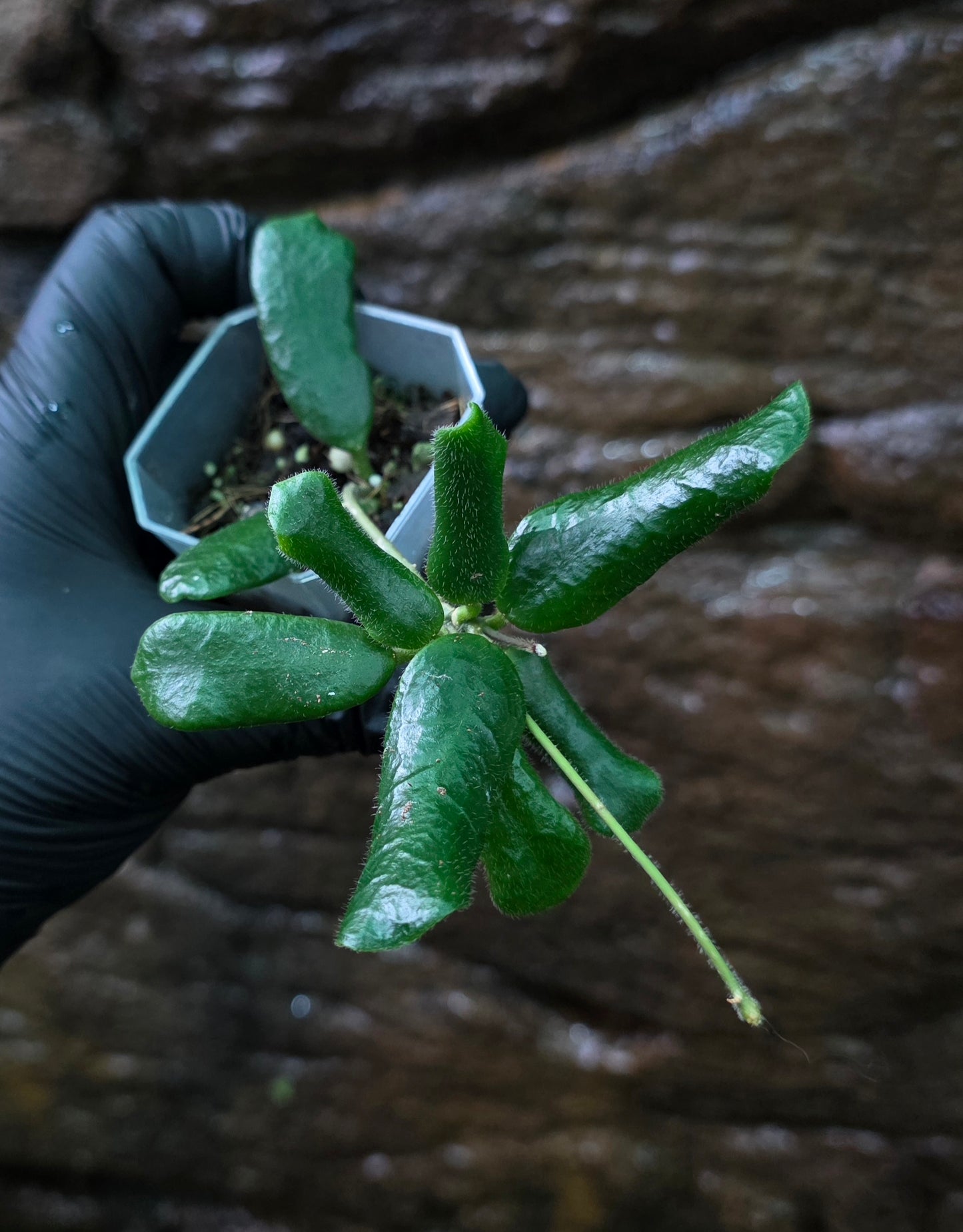 Hoya Rotundiflora