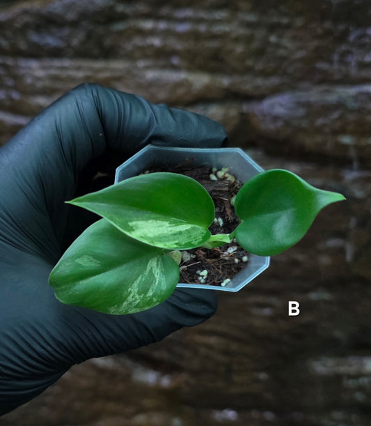 Variegated Philodendron Heart leaf