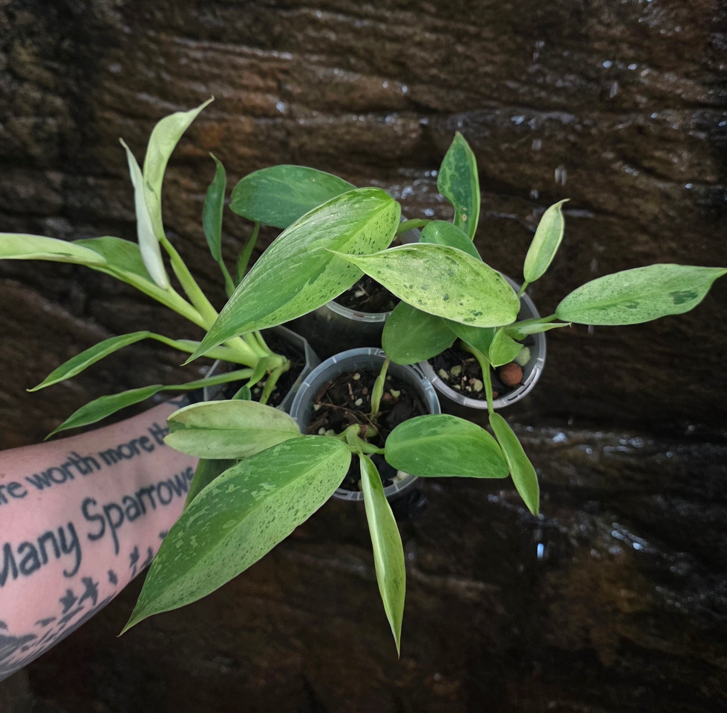 Philodendron Jose buono