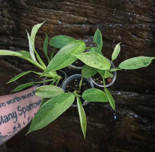 Philodendron Jose buono