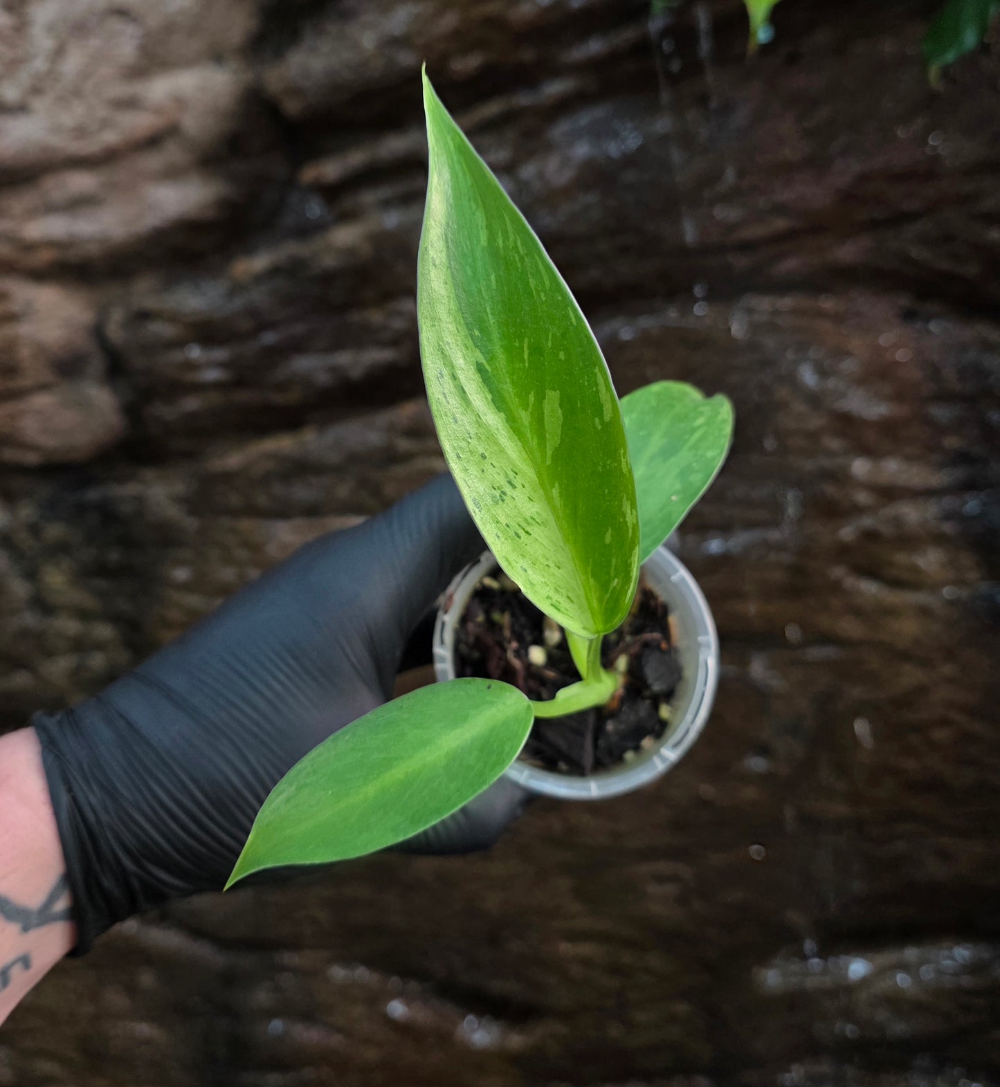 Philodendron Jose buono