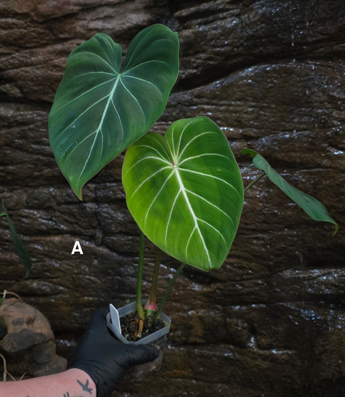 Philodendron Gloriosum "White Veins"