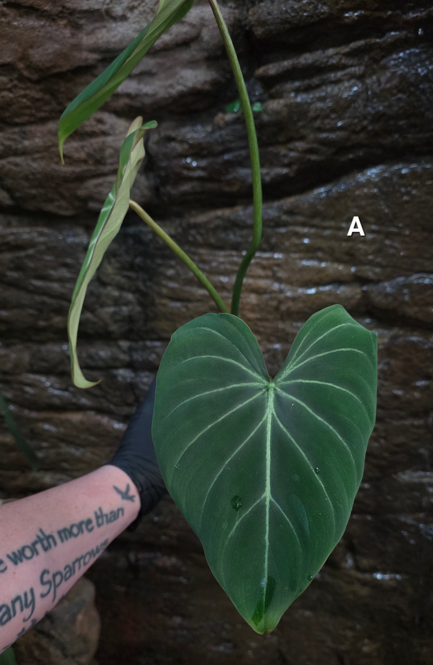 Philodendron Gloriosum "White Veins"