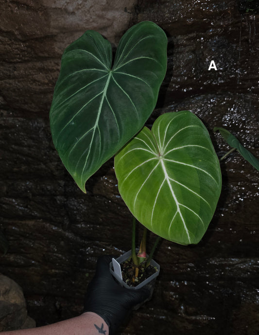 Philodendron Gloriosum "White Veins"