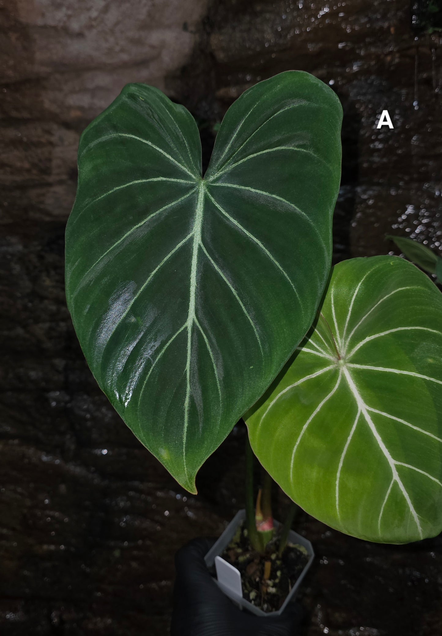 Philodendron Gloriosum "White Veins"