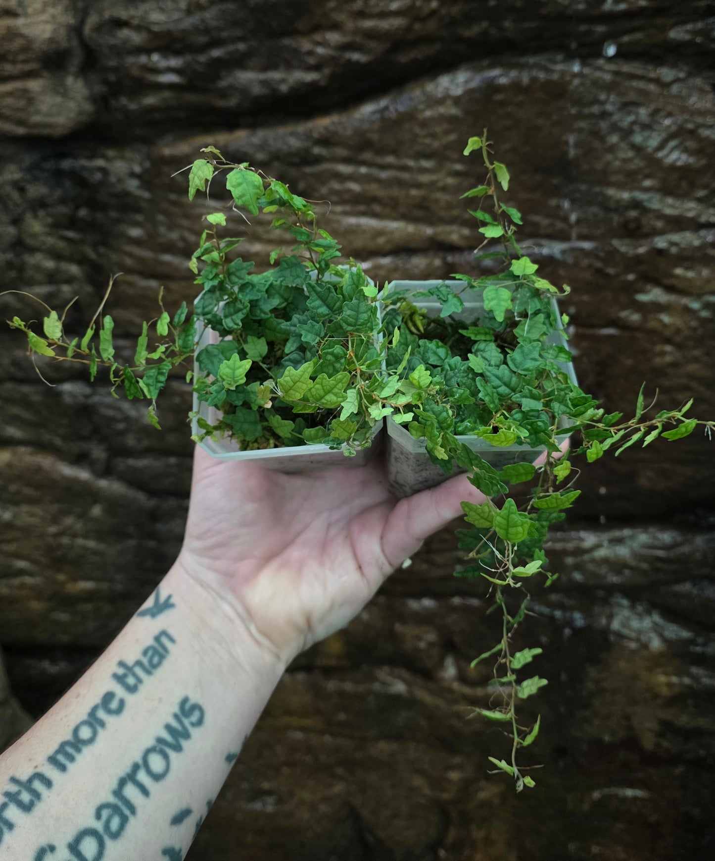 String of frogs / Ficus pumila " Quercifolia "