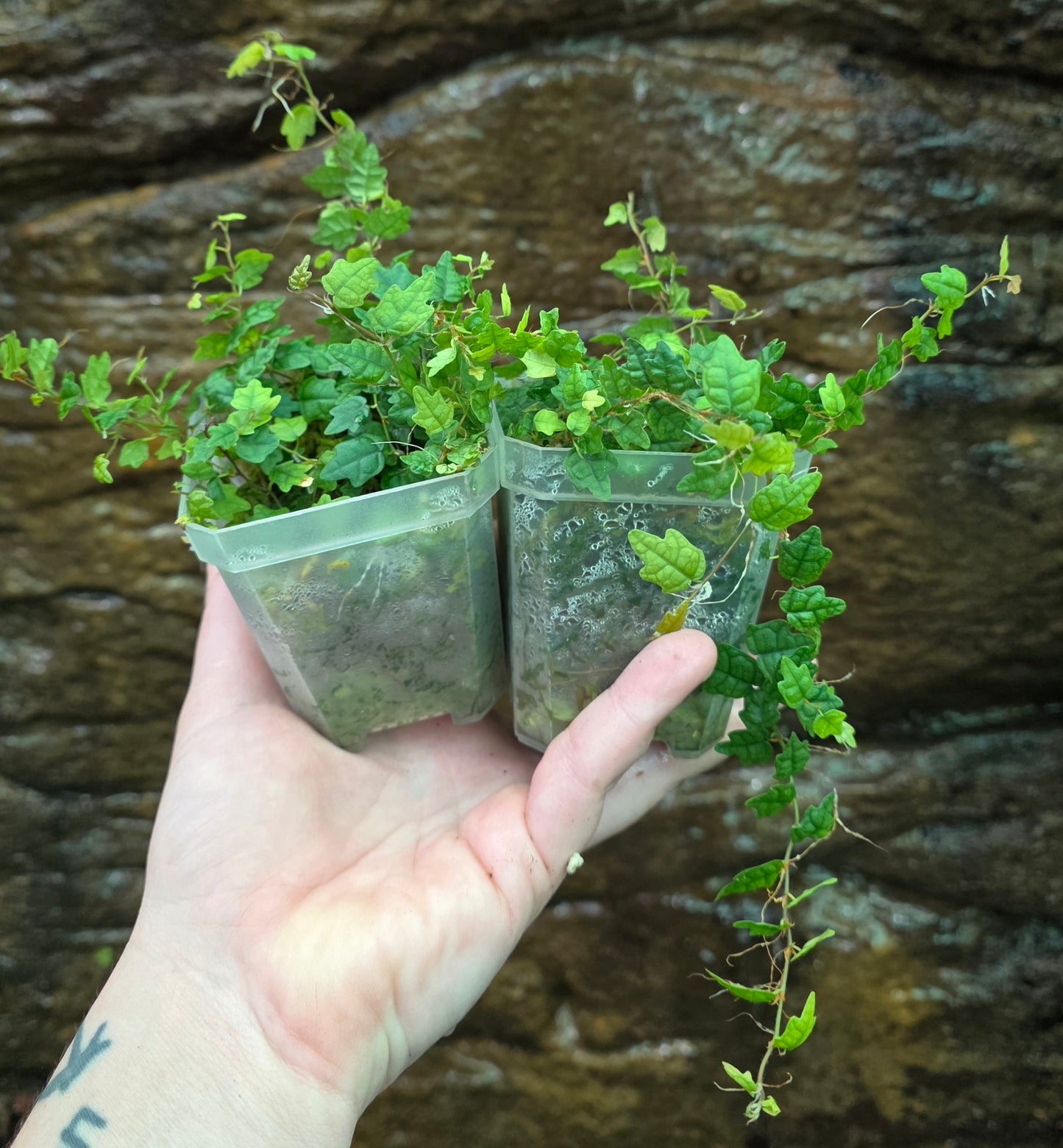 String of frogs / Ficus pumila " Quercifolia "