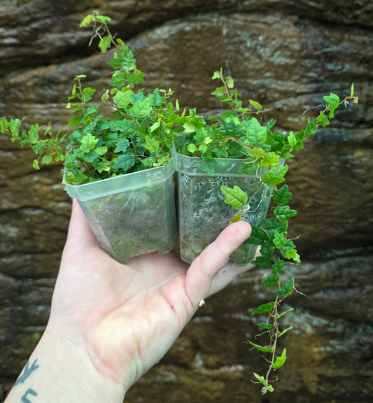 String of frogs / Ficus pumila " Quercifolia "