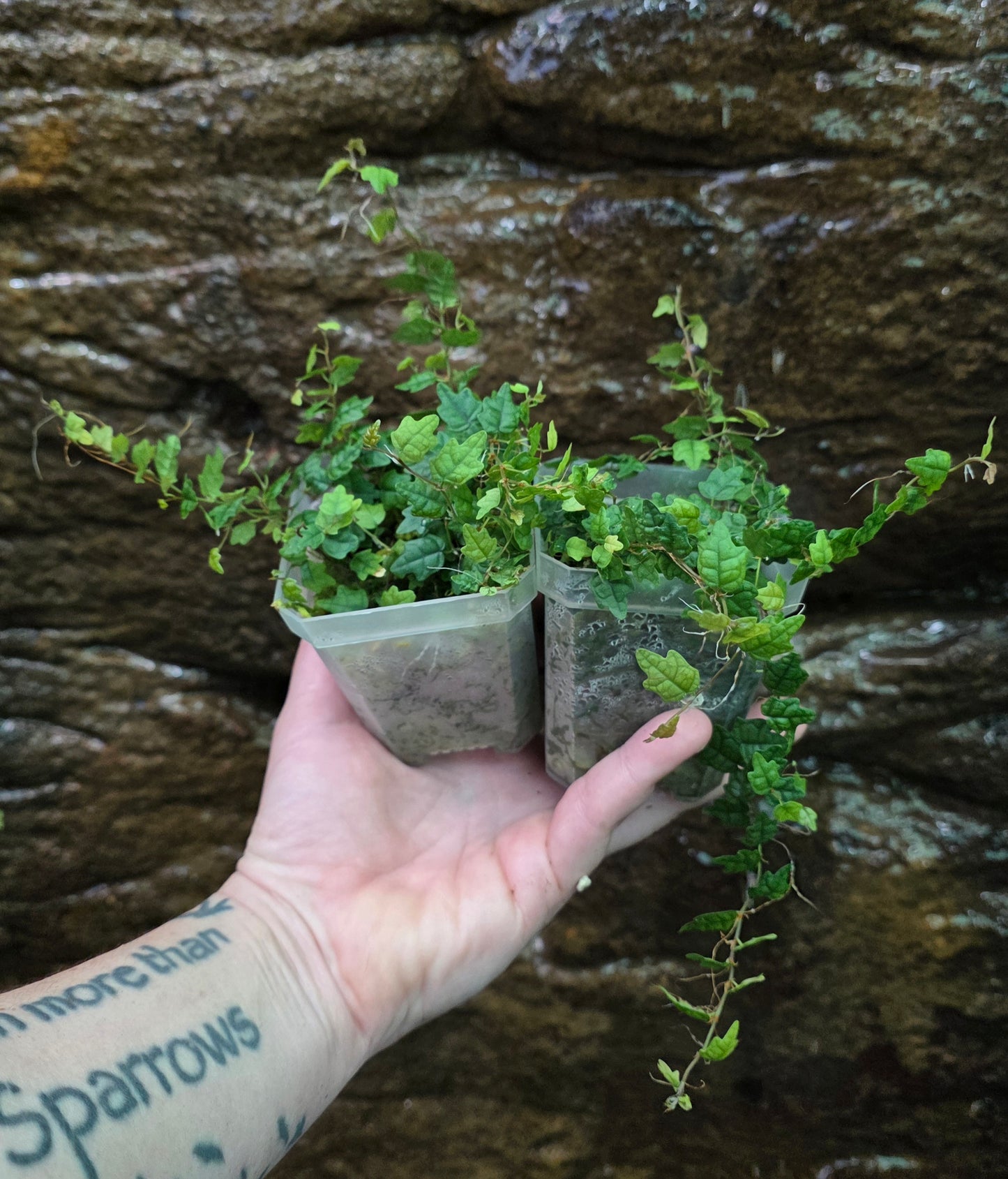 String of frogs / Ficus pumila " Quercifolia "
