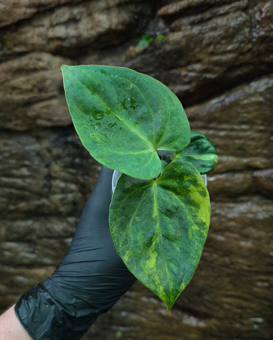 Rare Variegated Anthurium Forgetii x Papillilaminum x Neon noid x Midnight velvet. Double headed.