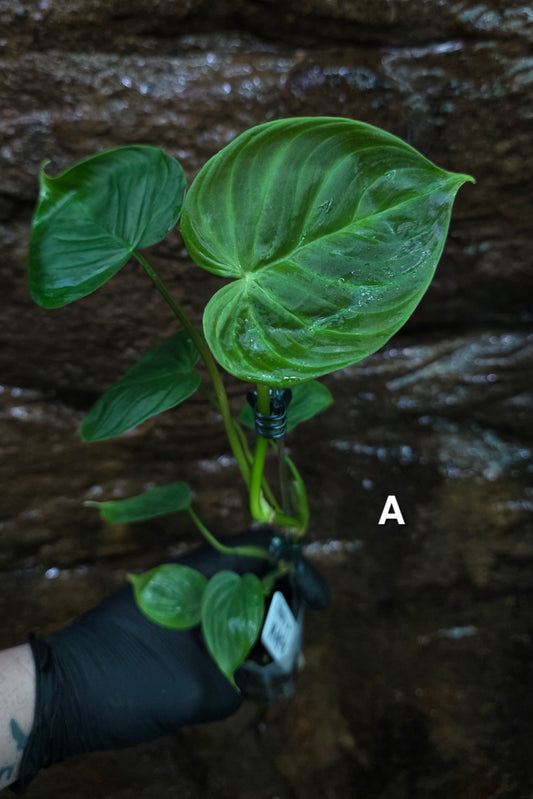 NEW PHILODENDRON RELEASE AS OF 16/06/25 Verrucosum x Majestic