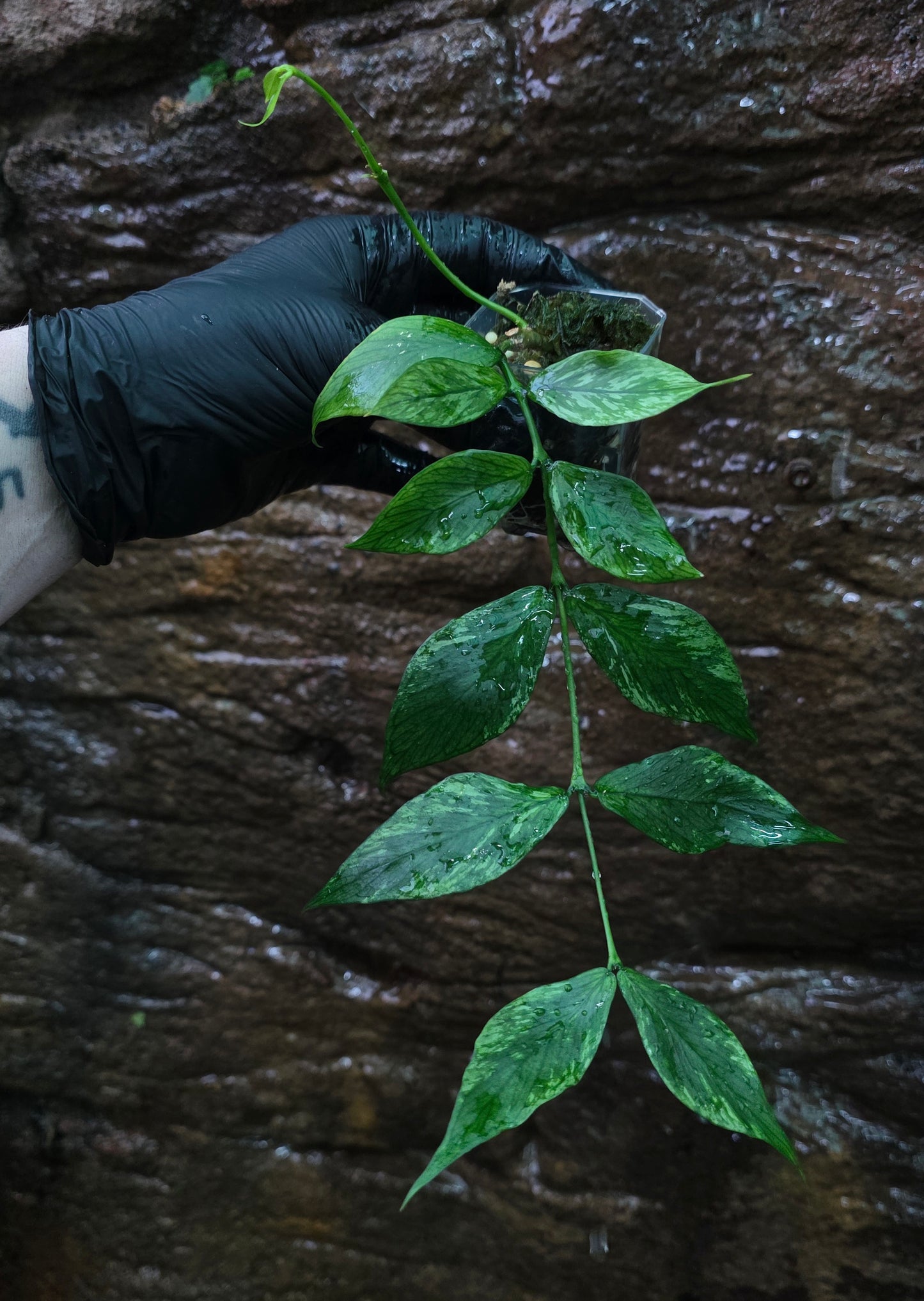 Hoya Polyneura Broget
