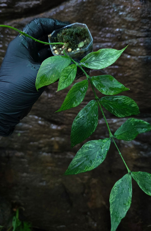 Hoya Polyneura Broget