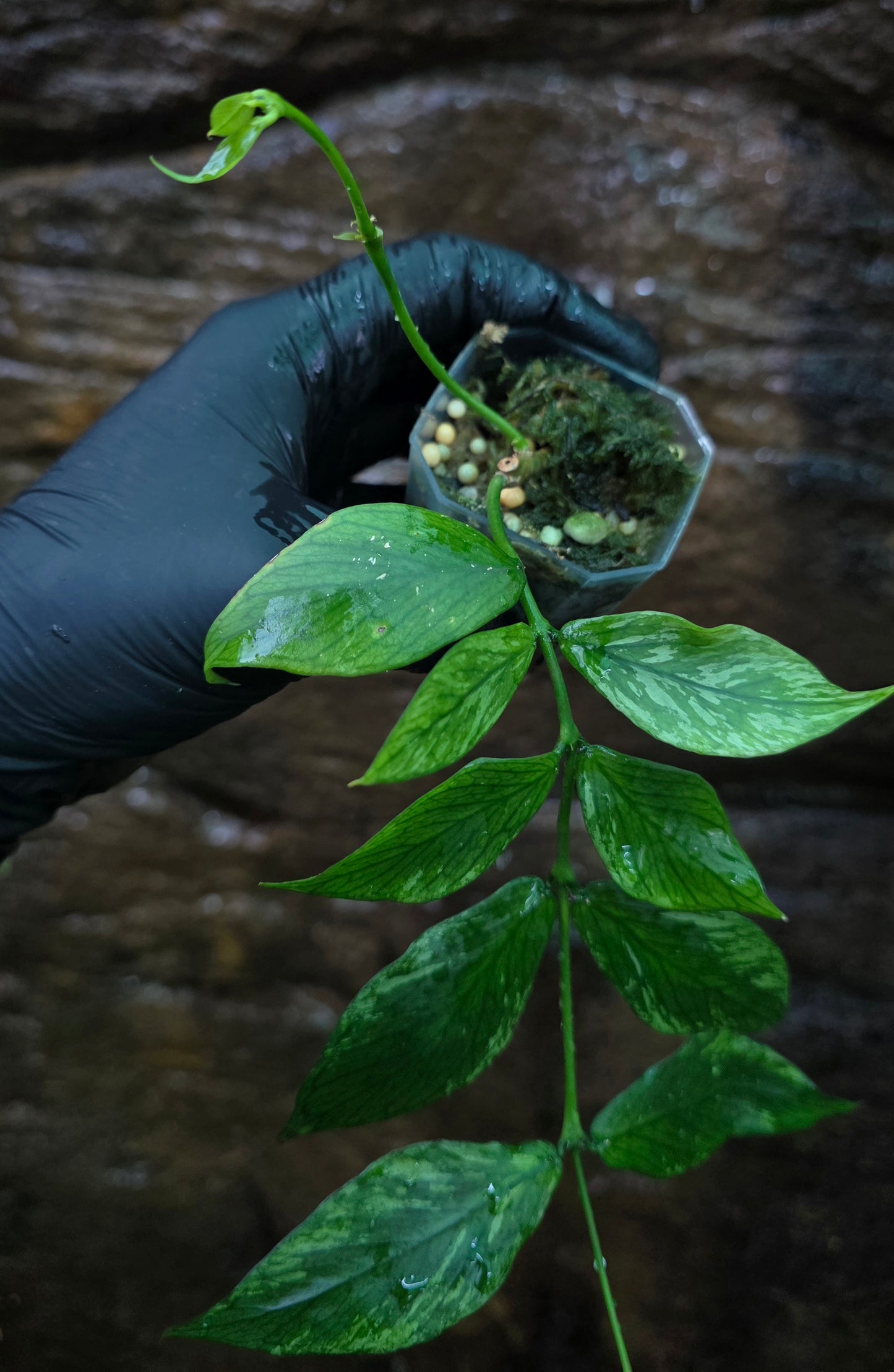Hoya Polyneura Broget