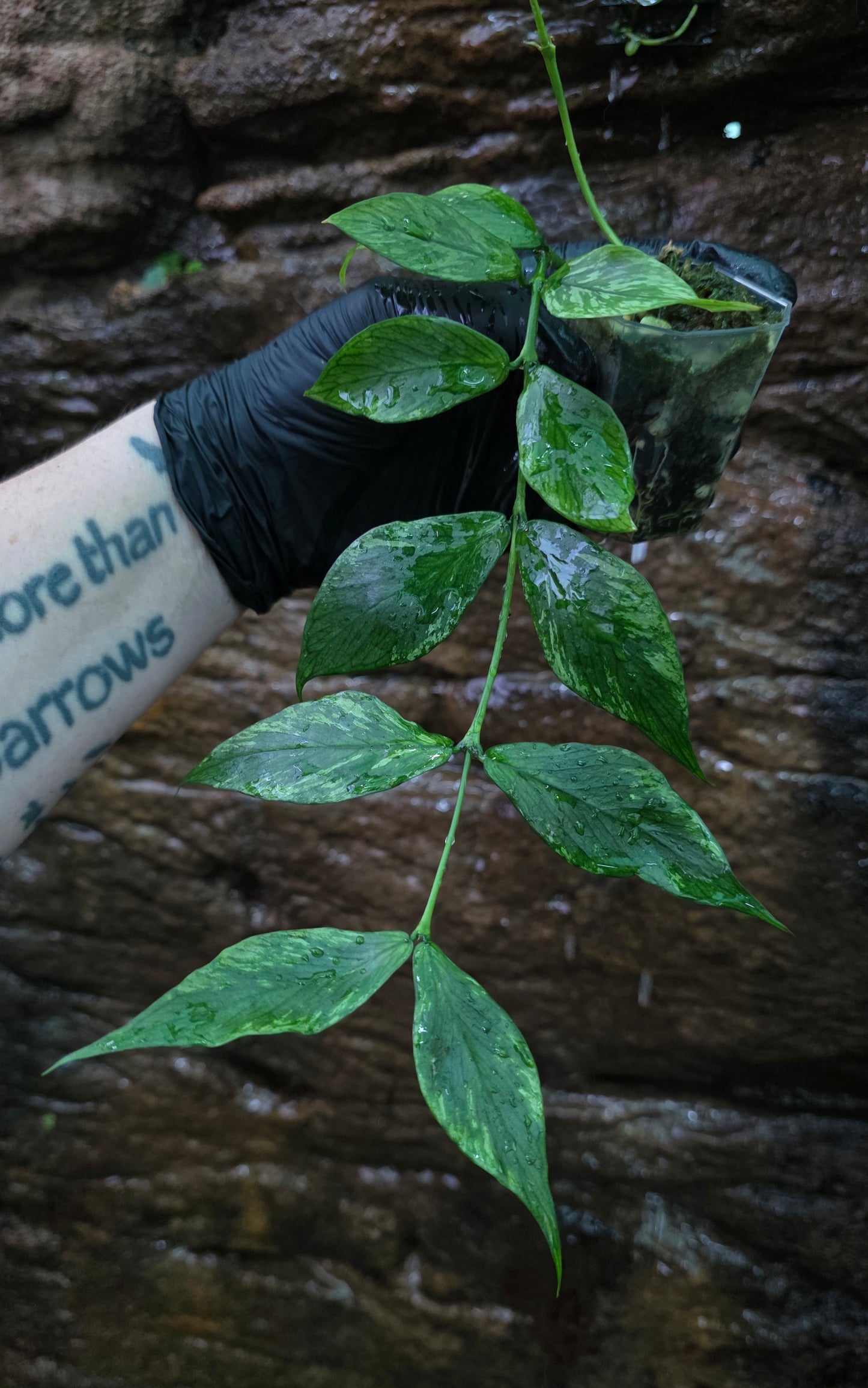 Hoya Polyneura Broget