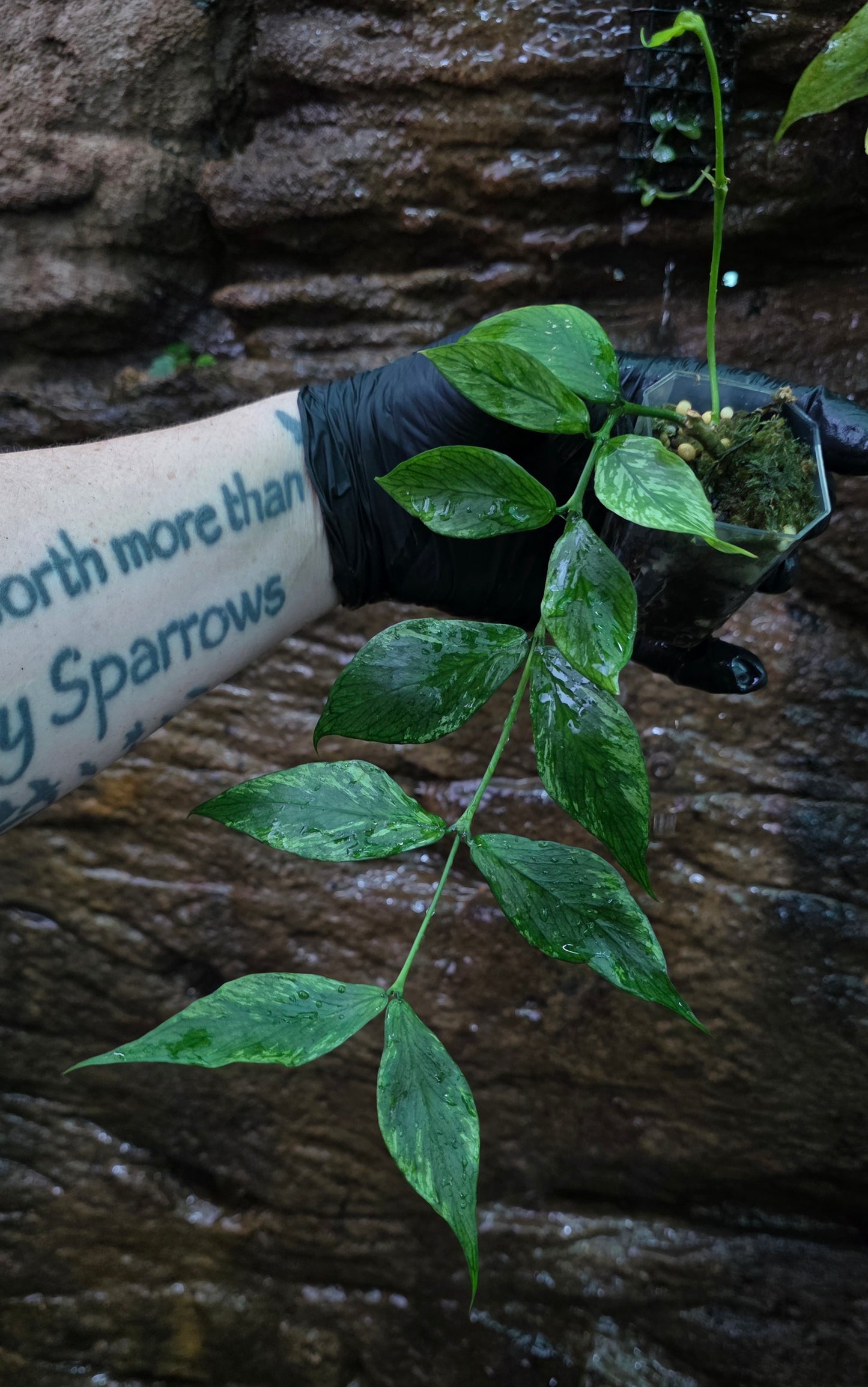 Hoya Polyneura Broget