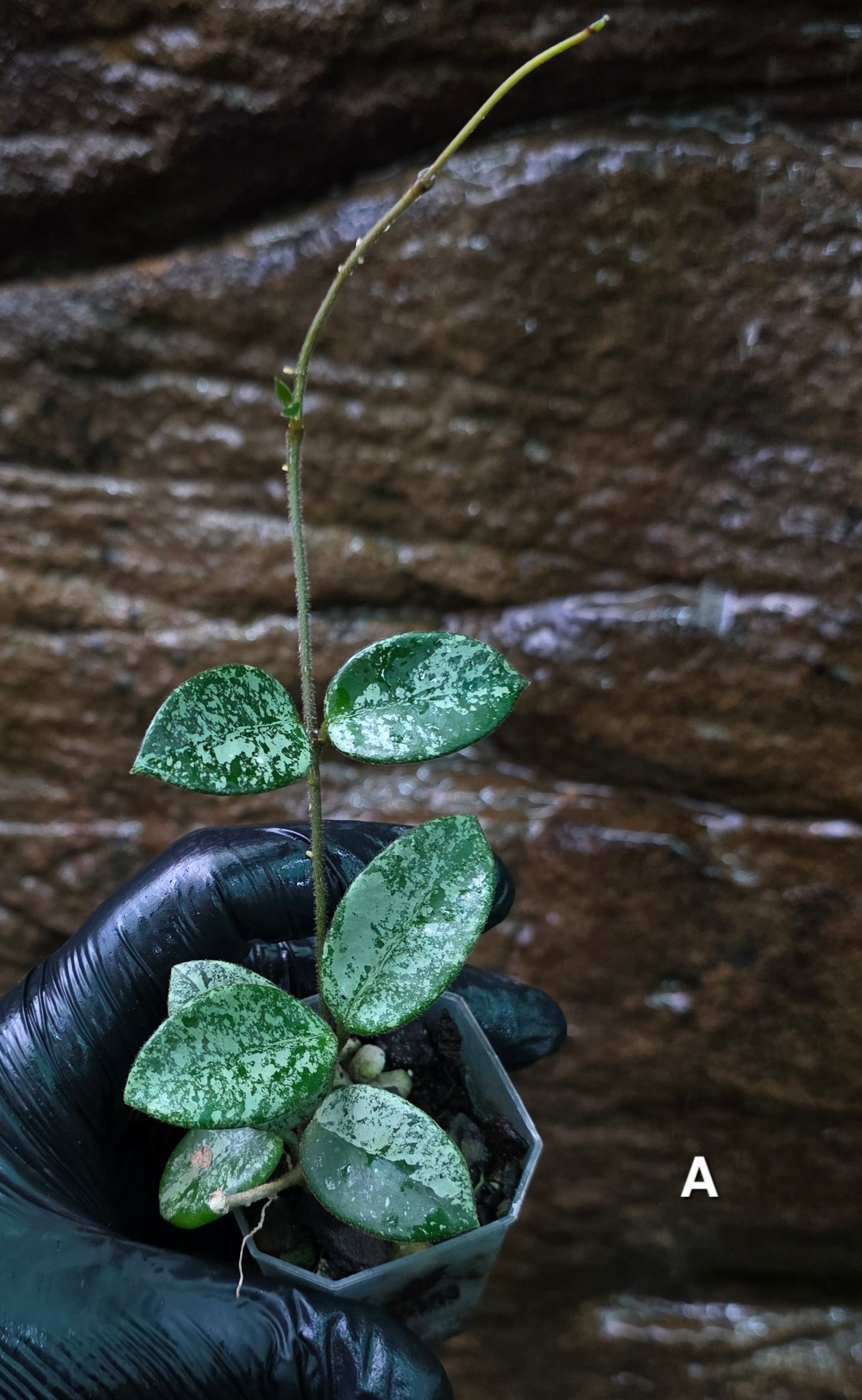 Hoya Mathilde Splash