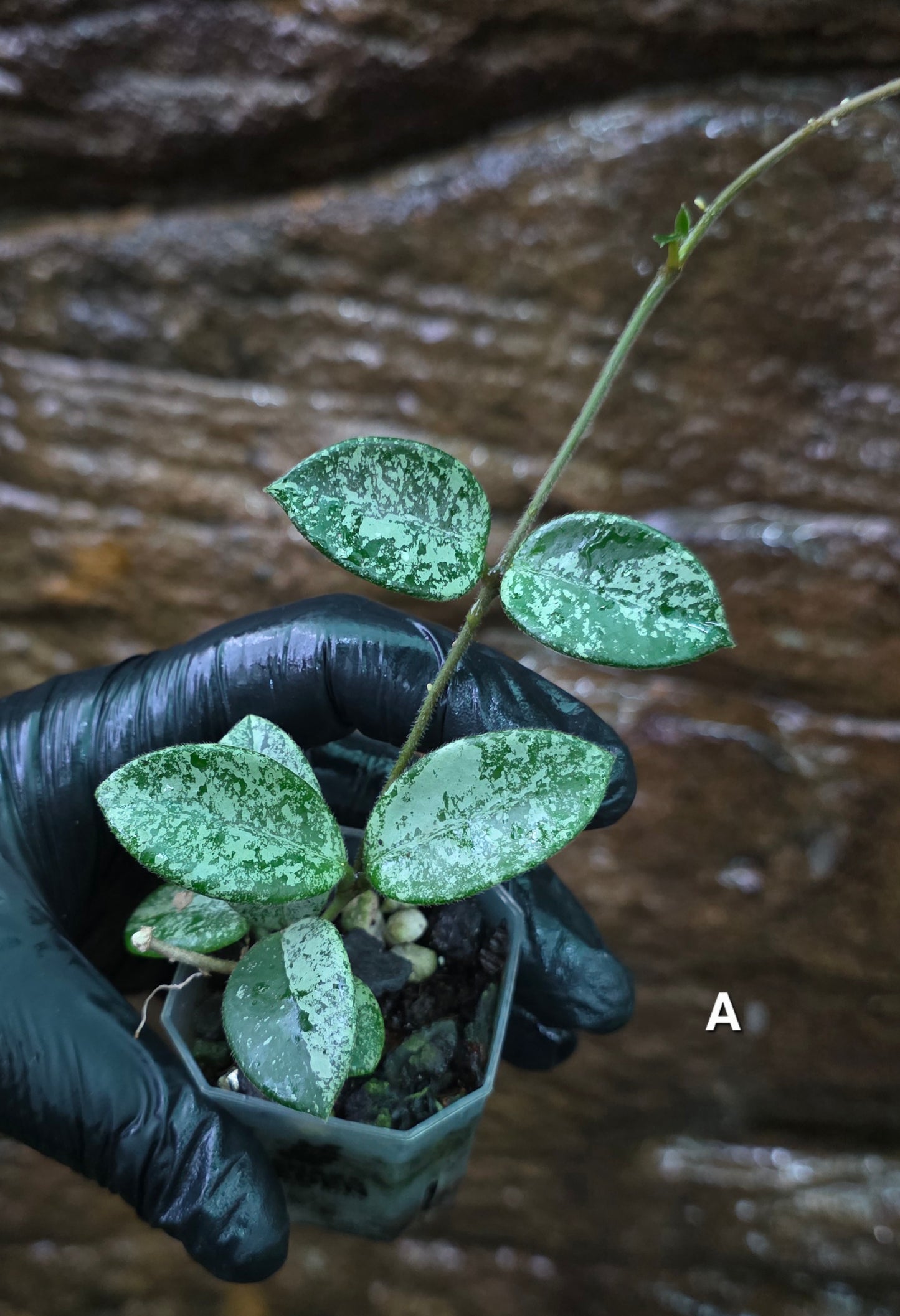 Hoya Mathilde Splash