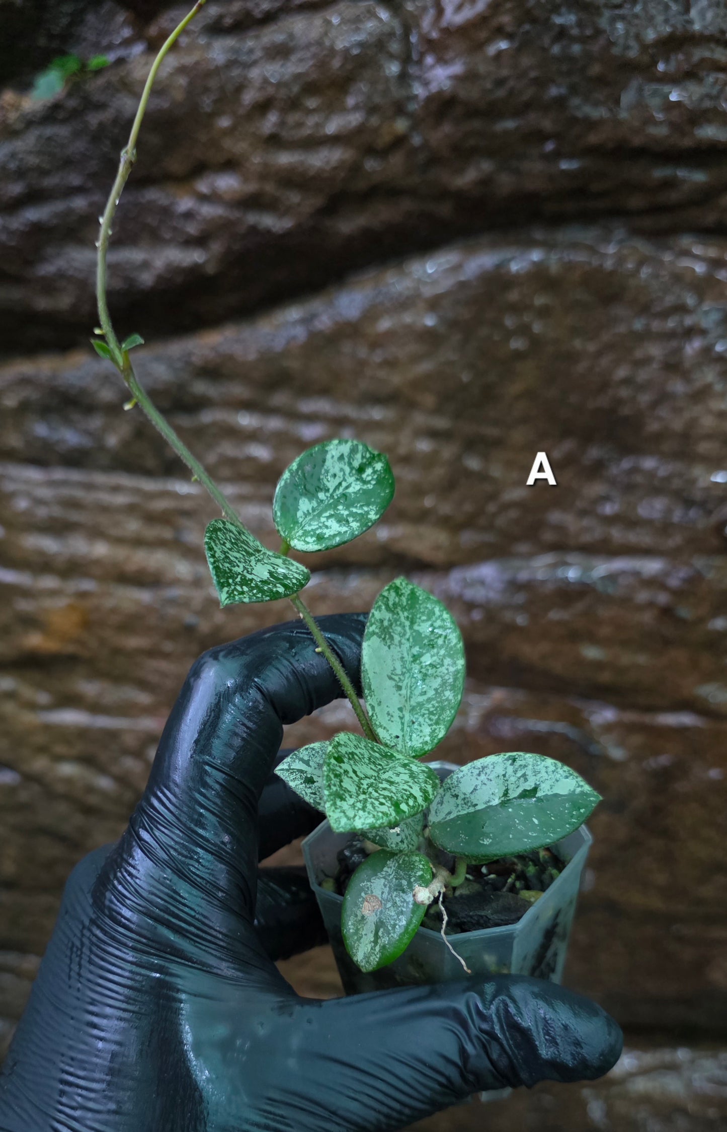 Hoya Mathilde Splash