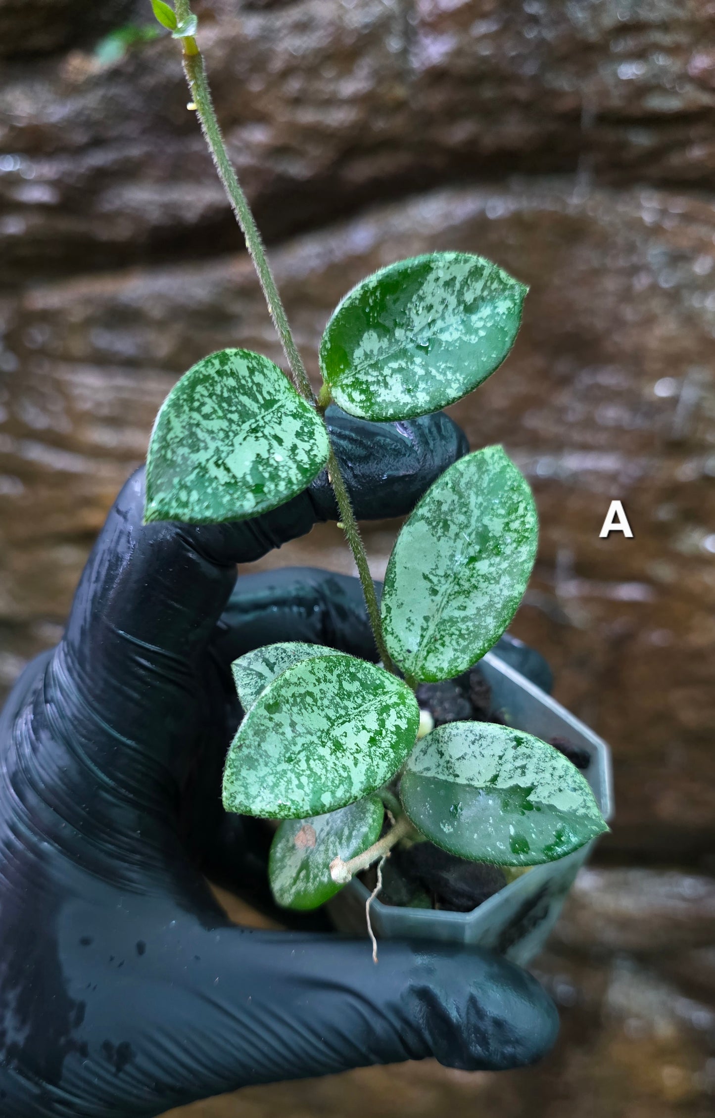 Hoya Mathilde Splash