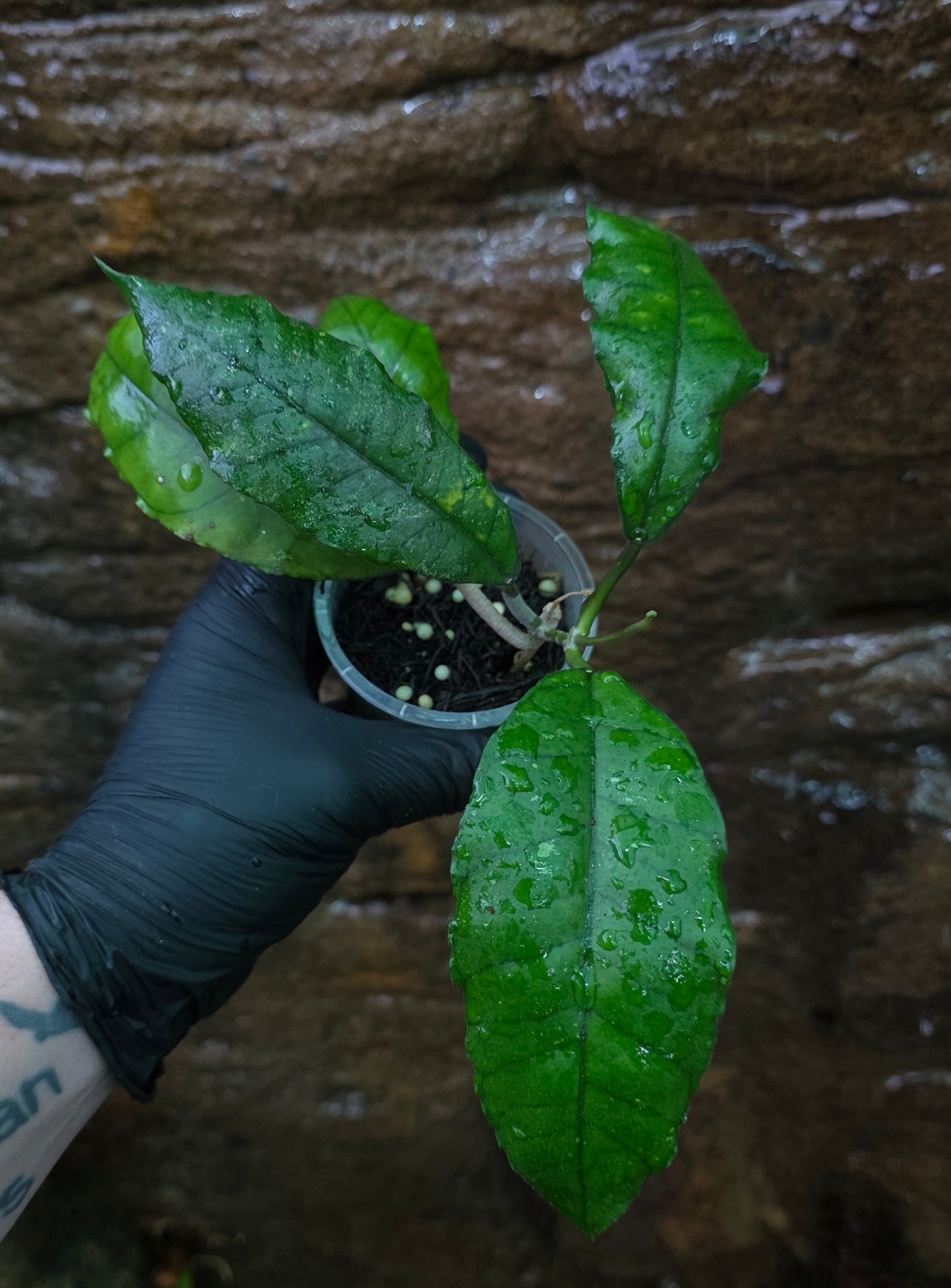 Hoya Nong Nooch IML 1541 H120