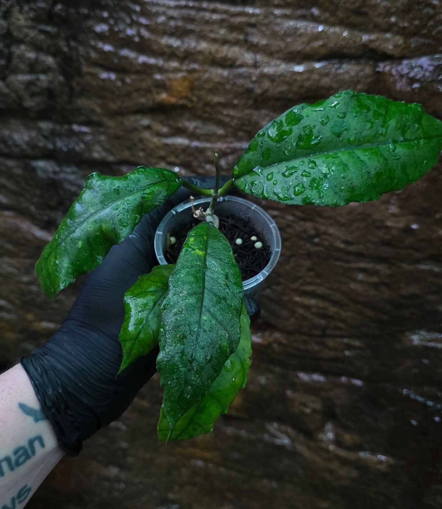 Hoya Nong Nooch IML 1541 H120