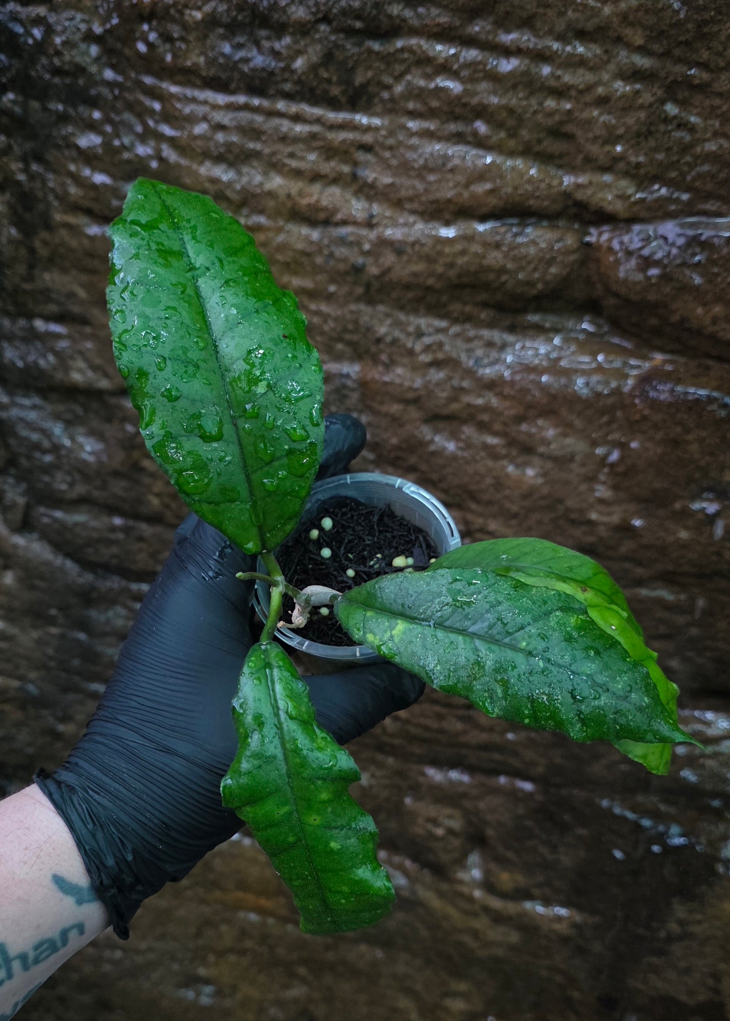 Hoya Nong Nooch IML 1541 H120